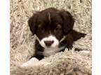 Adopt Keti a Brown/Chocolate - with White Australian Shepherd / Mixed dog in
