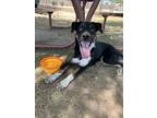 Adopt Archie a Black - with White Australian Cattle Dog / Border Collie / Mixed