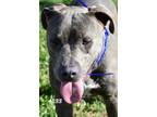 Adopt Louie a Gray/Silver/Salt & Pepper - with White Pit Bull Terrier / Mixed