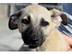 Adopt Elana a Tan/Yellow/Fawn Mixed Breed (Medium) / Mixed dog in Okeechobee
