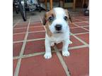 Parson Russell Terrier Puppy for sale in Brownwood, TX, USA