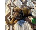 Catahoula Leopard Dog Puppy for sale in Peyton, CO, USA