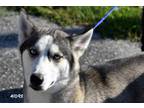 Adopt Blossom a Black - with White Husky / Mixed dog in Okeechobee