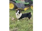 Adopt Bogo a Black - with White Corgi dog in Noble, OK (41489085)