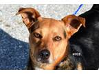 Adopt Chancy a Black - with Brown, Red, Golden, Orange or Chestnut Mixed Breed