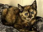 Adopt JULIA a Tortoiseshell Domestic Mediumhair / Mixed (medium coat) cat in