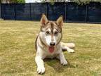 Adopt BROOKE a Black Siberian Husky / Mixed dog in Tustin, CA (41509115)