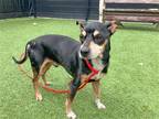 Adopt SERGIO a Black Miniature Pinscher / Mixed dog in Tustin, CA (41508023)