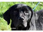 Adopt Stormee a Black Labrador Retriever / Mixed dog in Okeechobee