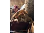 Adopt Juice a Orange or Red Tabby / Mixed (medium coat) cat in Des Moines