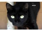 Adopt Mia a All Black Domestic Shorthair (short coat) cat in Okeechobee