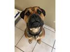 Adopt Ebby a Bullmastiff / Mixed dog in West Vancouver, BC (41497948)