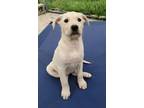 Adopt Lilah a Husky / Labrador Retriever / Mixed dog in Powell River