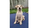 Adopt Eddie a Husky / Labrador Retriever / Mixed dog in Powell River