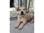 Adopt Juniper a Husky / Mixed dog in Powell River, BC (41528202)