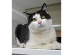 Adopt Leo the Loafer a Domestic Shorthair / Mixed (short coat) cat in St.