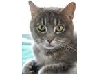 Adopt Kiera Spice a Domestic Shorthair / Mixed (short coat) cat in St.