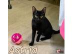 Adopt Astrid a Bombay / Mixed (short coat) cat in Douglasville, GA (41507925)