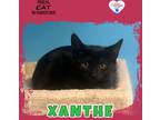 Adopt Xanthe a Domestic Shorthair / Mixed (short coat) cat in Kingman