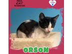 Adopt Orson a Domestic Shorthair / Mixed (short coat) cat in Kingman