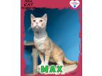 Adopt Max a Domestic Shorthair / Mixed (short coat) cat in Kingman