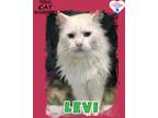 Adopt Levi a Domestic Longhair / Mixed (short coat) cat in Kingman
