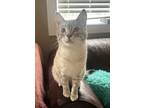 Adopt Patrick a Siamese / Mixed cat in Cranbrook, BC (41497936)