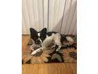 Adopt Bosco a Black - with White Mutt / Terrier (Unknown Type