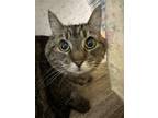Adopt Ziggy a Domestic Shorthair / Mixed cat in Abbotsford, BC (41528044)