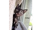 Adopt SIMA a Tortoiseshell Domestic Shorthair (short coat) cat in Monrovia