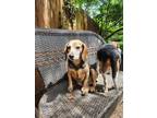 Adopt Ollie a Tricolor (Tan/Brown & Black & White) Beagle / Mixed dog in