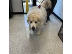 Adopt Lilly a Great Pyrenees / Mixed dog in Des Moines, IA (41527996)