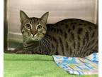 Adopt Lovie a Domestic Shorthair / Mixed cat in San Luis Obispo, CA (41527985)