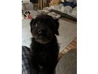 Adopt Cricket a Black Terrier (Unknown Type, Small) / Mixed dog in Grand