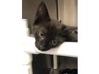 Adopt Chrome a Domestic Shorthair / Mixed cat in Santa Rosa, CA (41525921)
