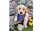 Adopt Arnold a White - with Tan, Yellow or Fawn Golden Retriever / Great