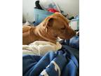 Adopt Chloe a Tan/Yellow/Fawn American Pit Bull Terrier / Mixed dog in Saint