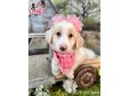 Adopt Mila a White - with Tan, Yellow or Fawn Golden Retriever / Great Pyrenees