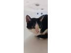 Adopt Zuko a Domestic Shorthair / Mixed cat in Houston, TX (41527956)