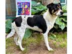 Adopt Josie a Beagle / Mixed dog in Norman, OK (41527989)