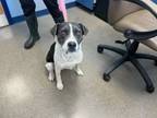 Adopt Nala*/willow a Black Border Collie dog in Kingman, AZ (41527953)