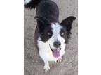 Adopt Willow*/sarah a Black Border Collie dog in Kingman, AZ (41527952)