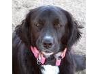 Adopt Sara*/nala a Black Border Collie dog in Kingman, AZ (41527951)