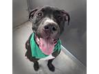 Adopt Simon (mcas) a American Pit Bull Terrier / Mixed dog in Troutdale