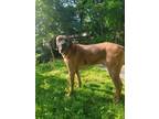 Adopt Able a Red/Golden/Orange/Chestnut - with Black Rhodesian Ridgeback / Mixed