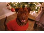 Adopt Colt a Red/Golden/Orange/Chestnut Vizsla / American Pit Bull Terrier /