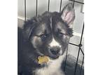Adopt Maple a Tricolor (Tan/Brown & Black & White) Husky / Mixed dog in Bothell