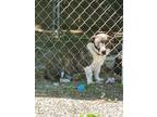 Adopt Jerry a Brindle Basset Hound / Corgi / Mixed dog in Olivet, MI (41527318)