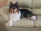 Adopt Diamond Shilo a Tricolor (Tan/Brown & Black & White) Collie / Mixed dog in