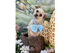 Adopt Lilly a Tan/Yellow/Fawn Terrier (Unknown Type, Small) / Mixed dog in
